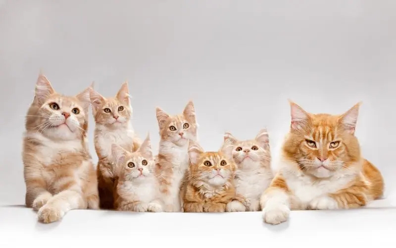 本地英短蓝猫，可爱温顺健康短毛